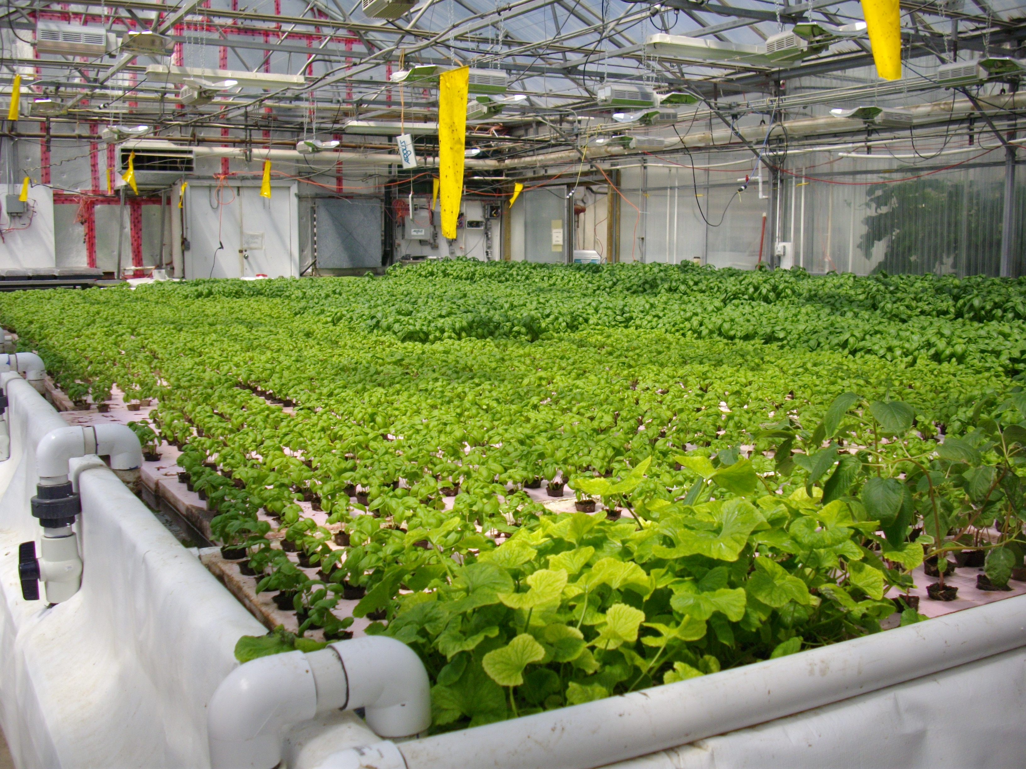 How to Automate an Aquaponic system?