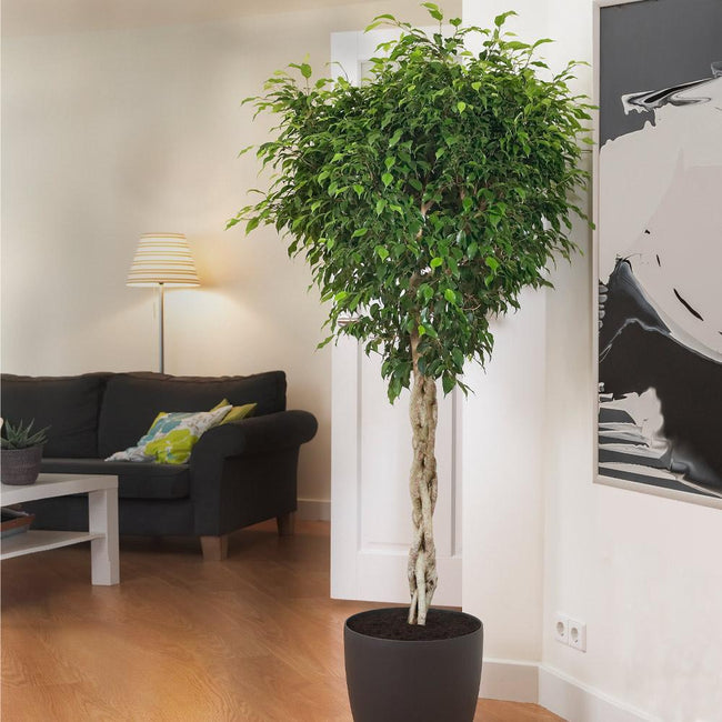Ficus - Care & where to buy - myPlant