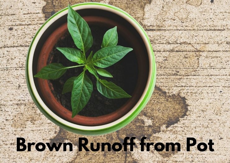 Brown Runoff From Plant Pot: (Causes, Prevention & Cleaning tips)
