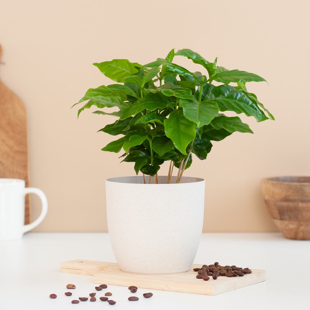 Coffee plant care