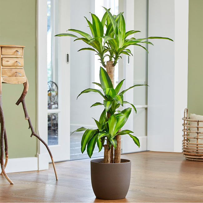 Dracaena care