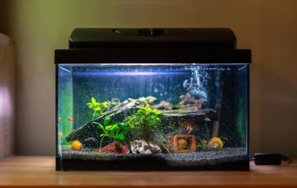 Watering Plants with Aquarium Water: Reuse vital nutrients