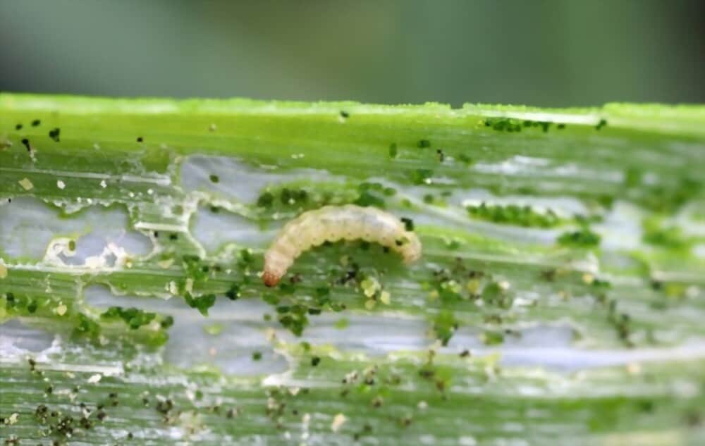 Holes In Cucumbers Causes And Solutions The Garden Hows 3444