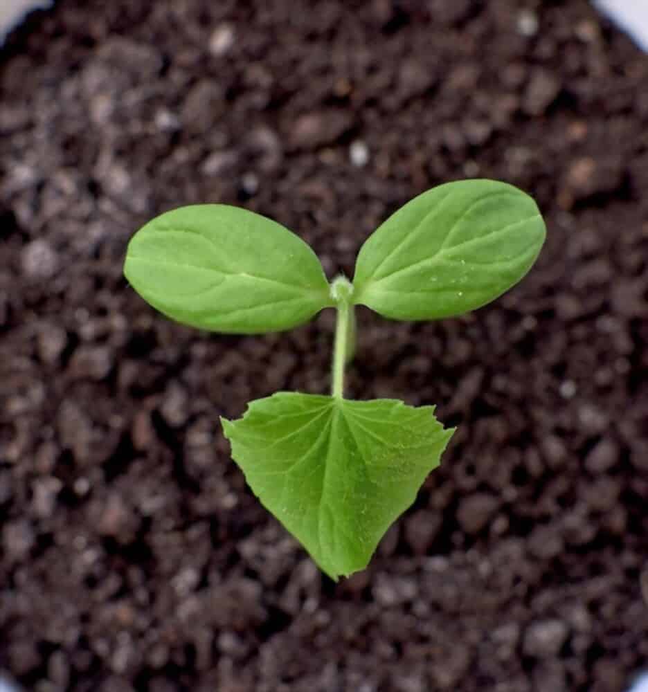 Why Are My New Leaves Small? What You Need to Know