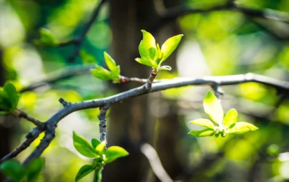 How To Get Bigger Leaves on Plants?