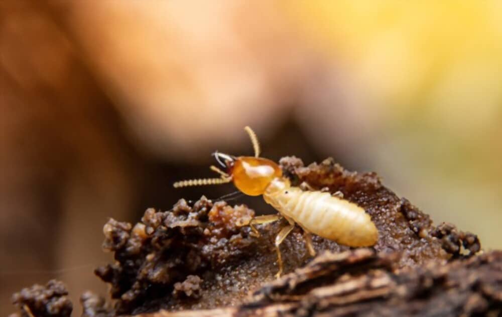 Termites in Raised Bed Garden: Here’s What You Should Do
