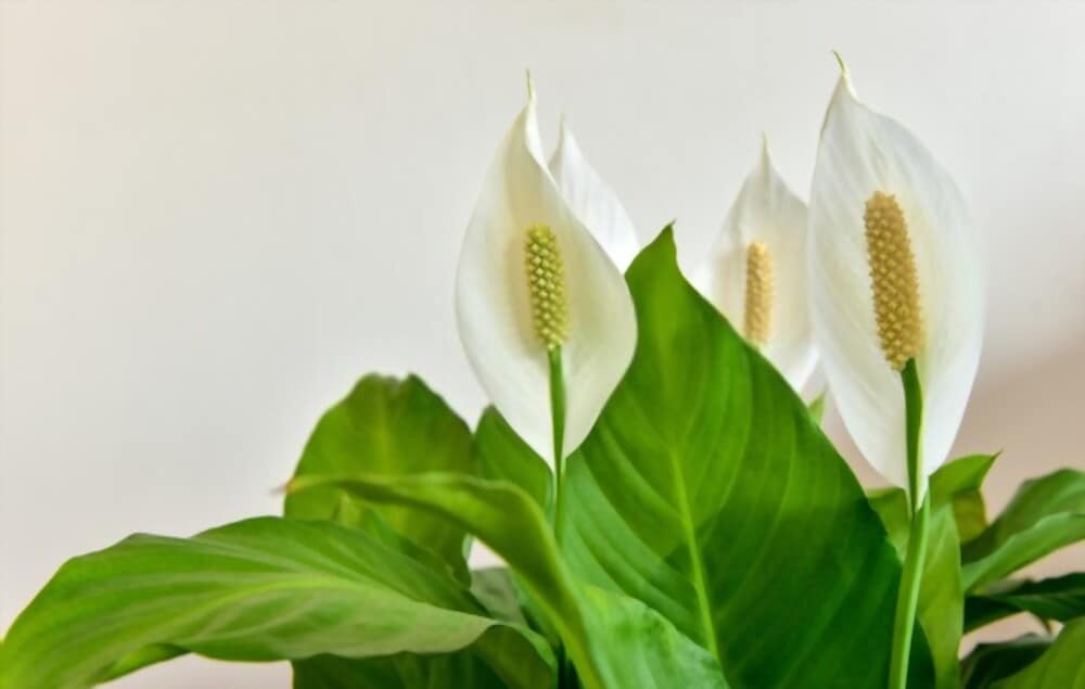 The Best Soil for Peace Lily