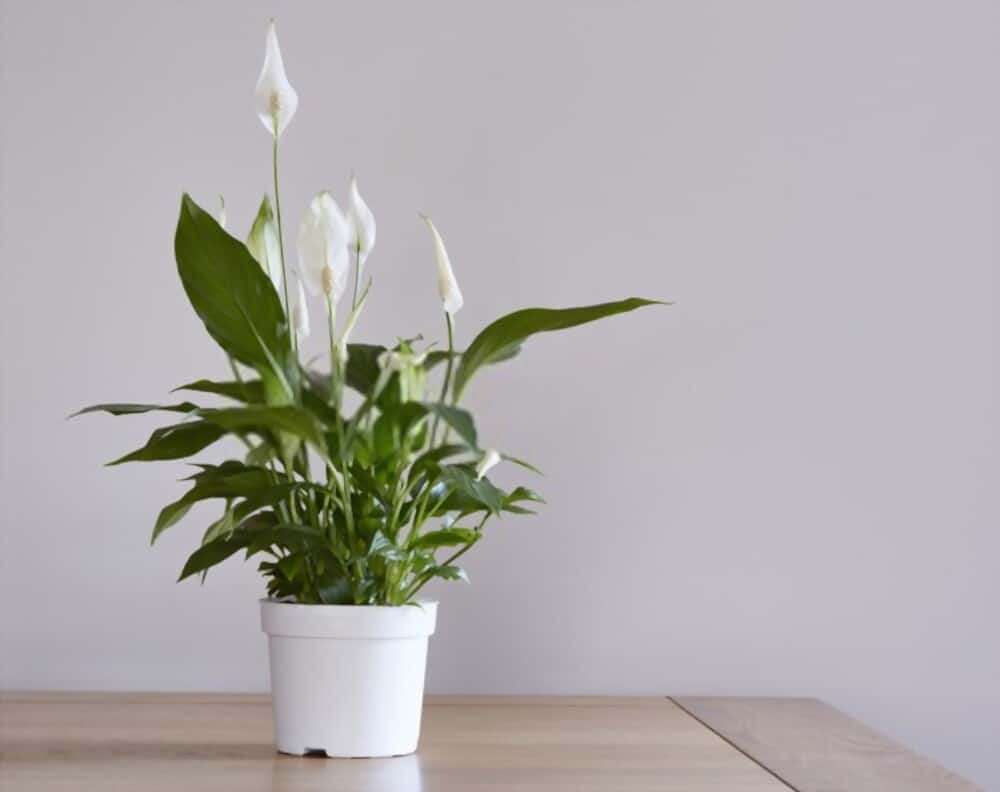 What’s the recommended soil for peace lilies?