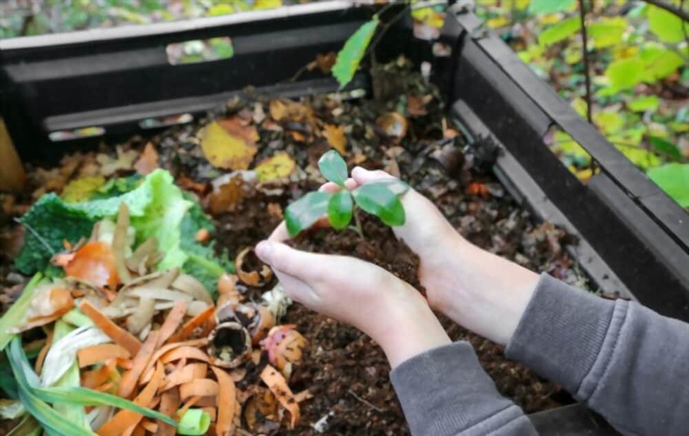 Using Compost as Mulch: The Benefits and Usage Tips