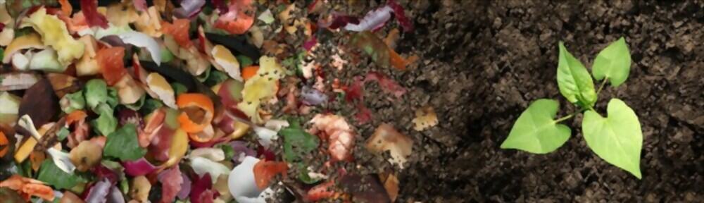 Can Compost Be Used as Mulch?