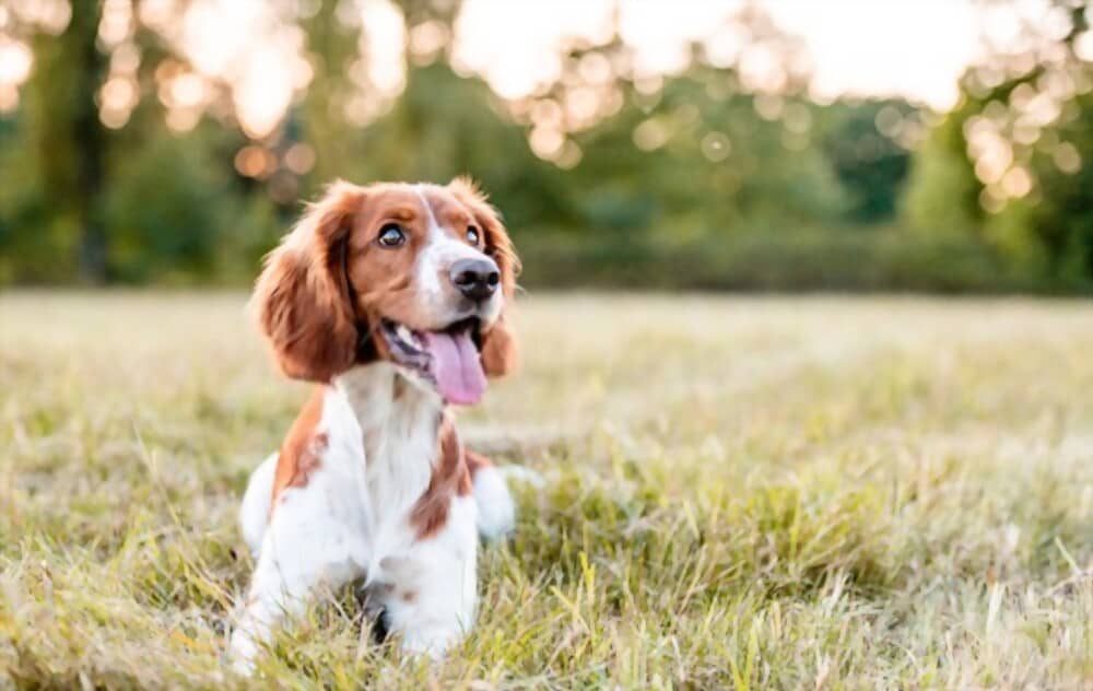 Reasons why Dogs may Like to Eat Potted Soil