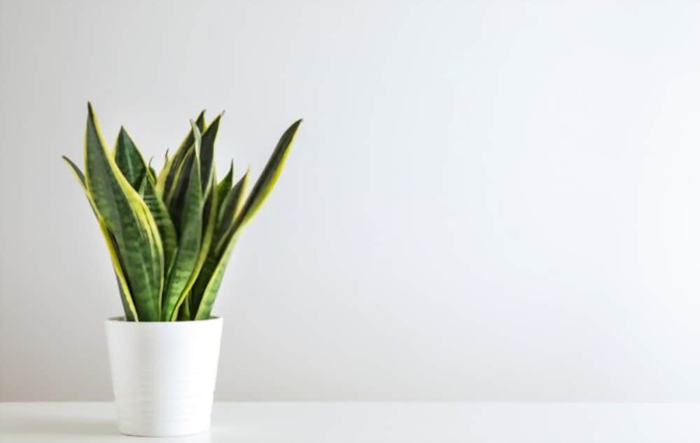 What Causes Snake Plant Leaves To Become Narrow and Skinny?