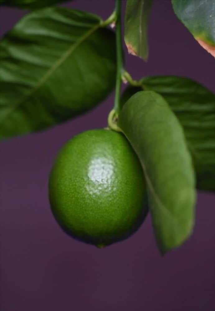 How to Grow a Potted Key Lime Tree?
