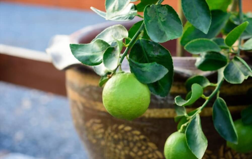 Key Lime History in Florida