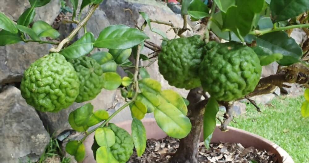 How Long does it take for Key Lime to Grow?