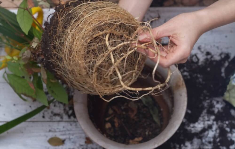 Plants that Like to be Root Bound: Let’s Safely Repot them