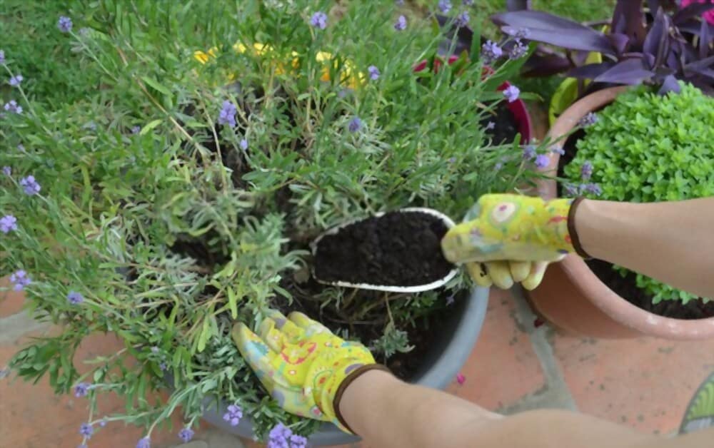 What are The Benefits of Mulching Potted Plants?