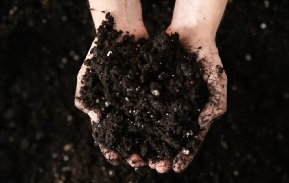 Why Should Soil Be Kept Moist?