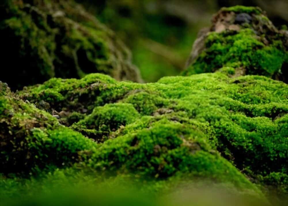 How To Care For Moss? All Growing Requirements Explained