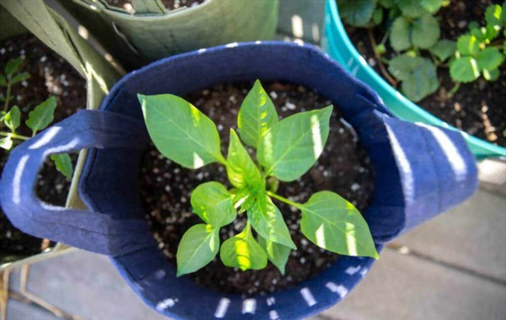 How Long do Fabric Pots Last? Here’s how to make them last