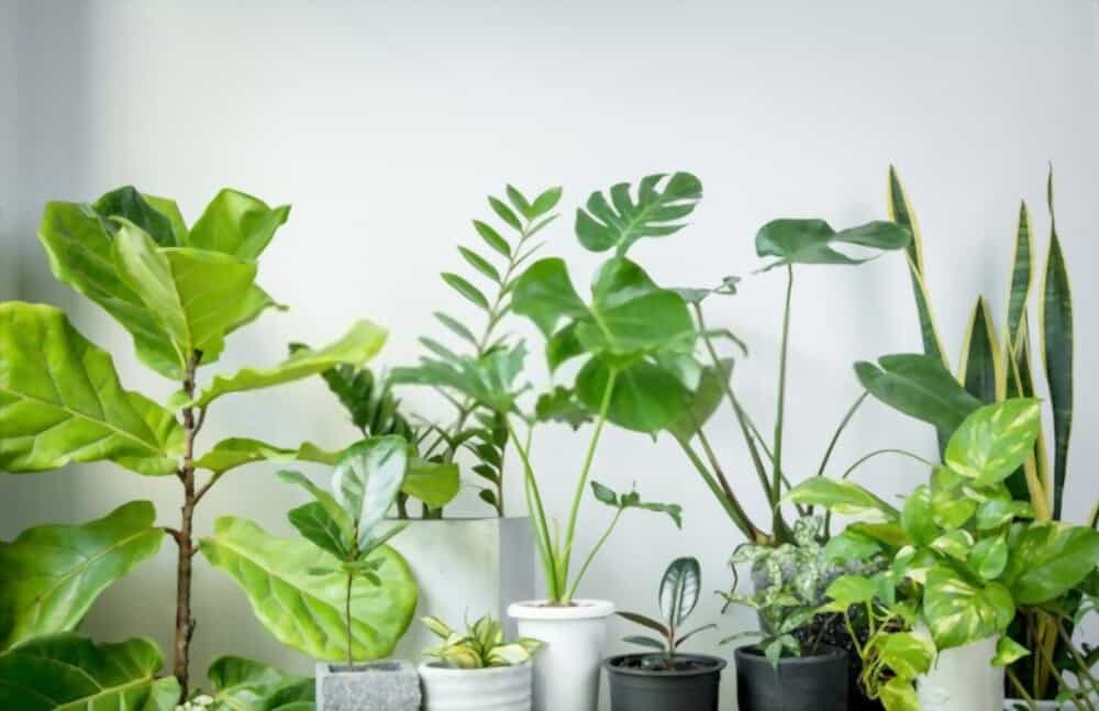 Air Cleaning Benefits of Plants