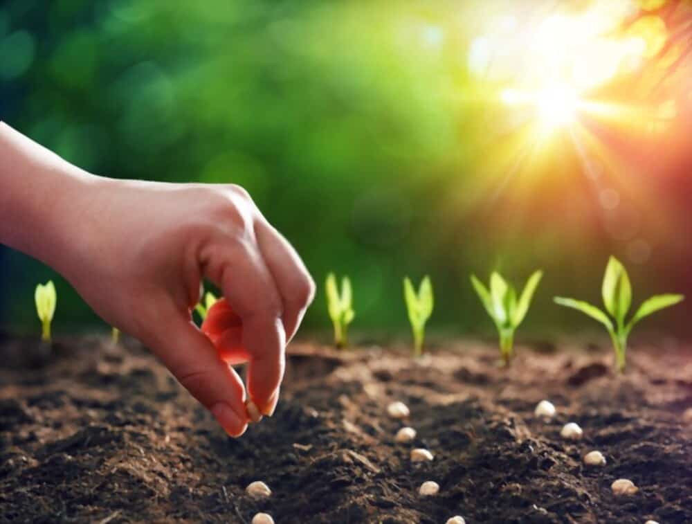 How Deep to Plant Seeds: The depth that makes healthy Plants
