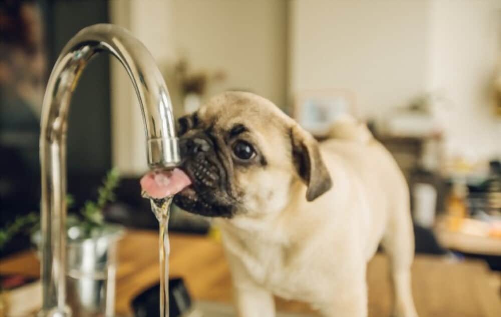 Will Dogs Get Sick If It Drinks Plant Drainage Water or Stagnant Water?