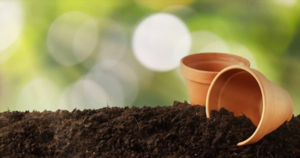 Does Soil Need Sunlight? Here’s Why Not & Soil Protection