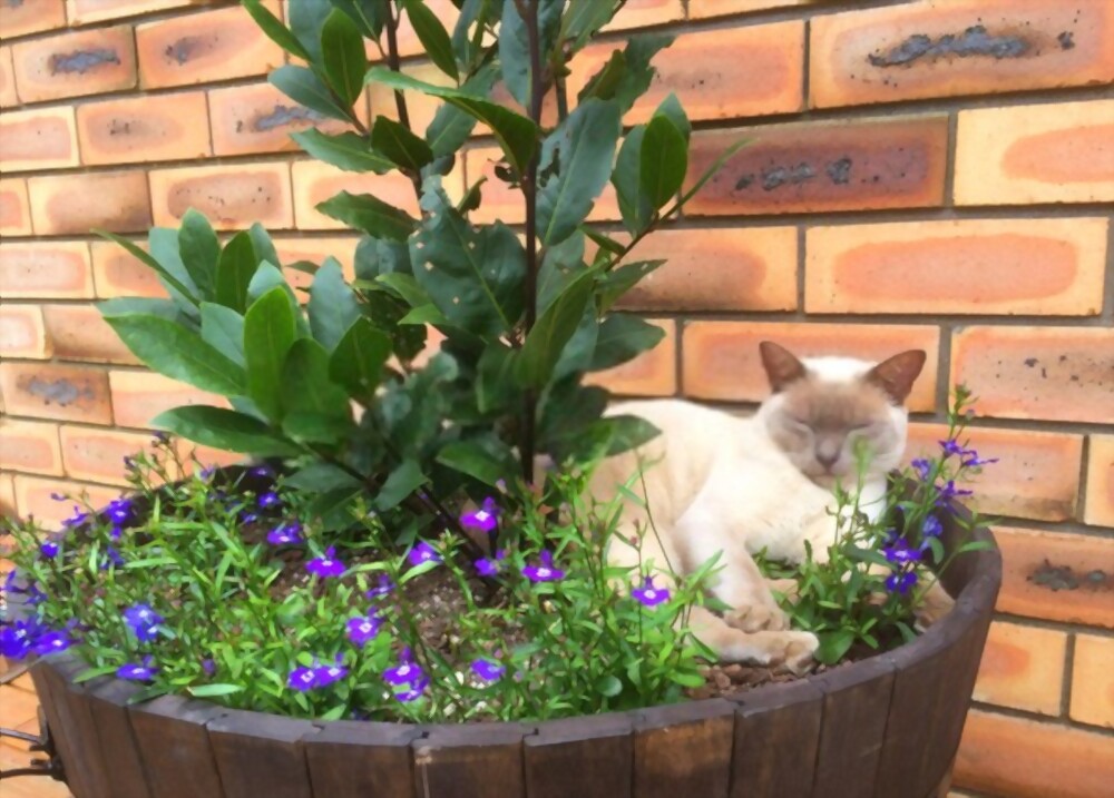 Cats Sleeping In Plant Pot: How to Safely Prevent them