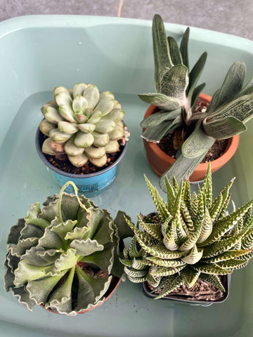 Why Do Succulents Love Bottom Watering?