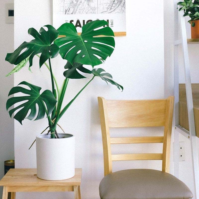 The history of the Monstera