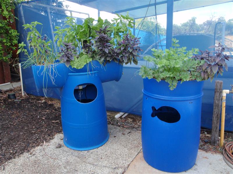 Barrel Aquaponics System: Barrelponics