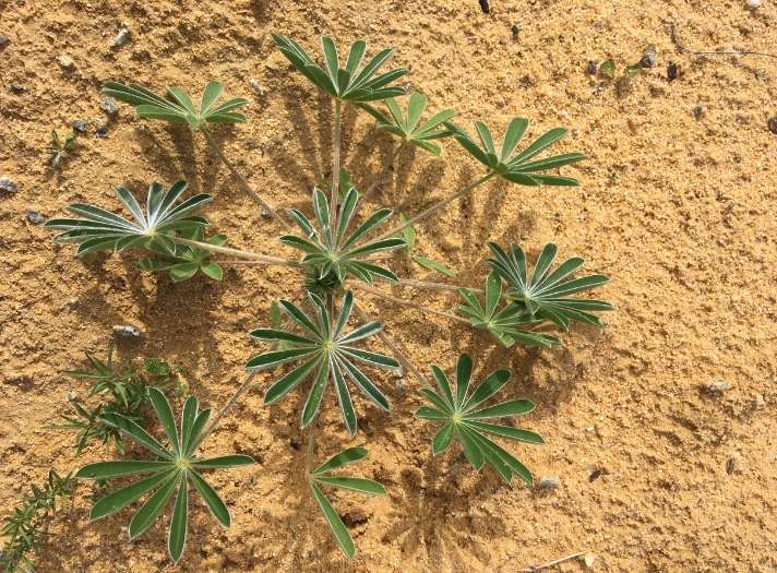 Can Plants Grow in Sand? Yes! Here’s what to do