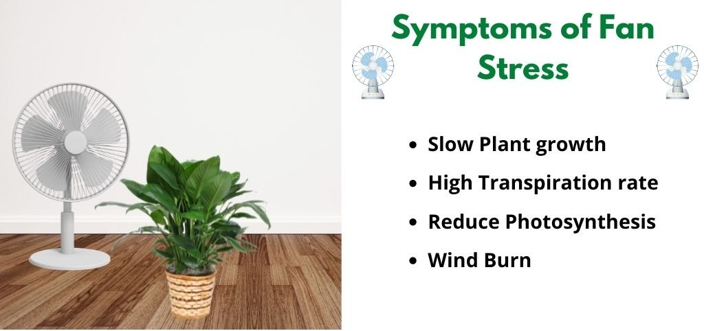 Can a Fan Stress a Plant? Here’s how