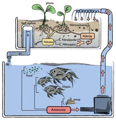 Automating an Aquaponic System