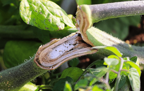 Broken Plant Stem