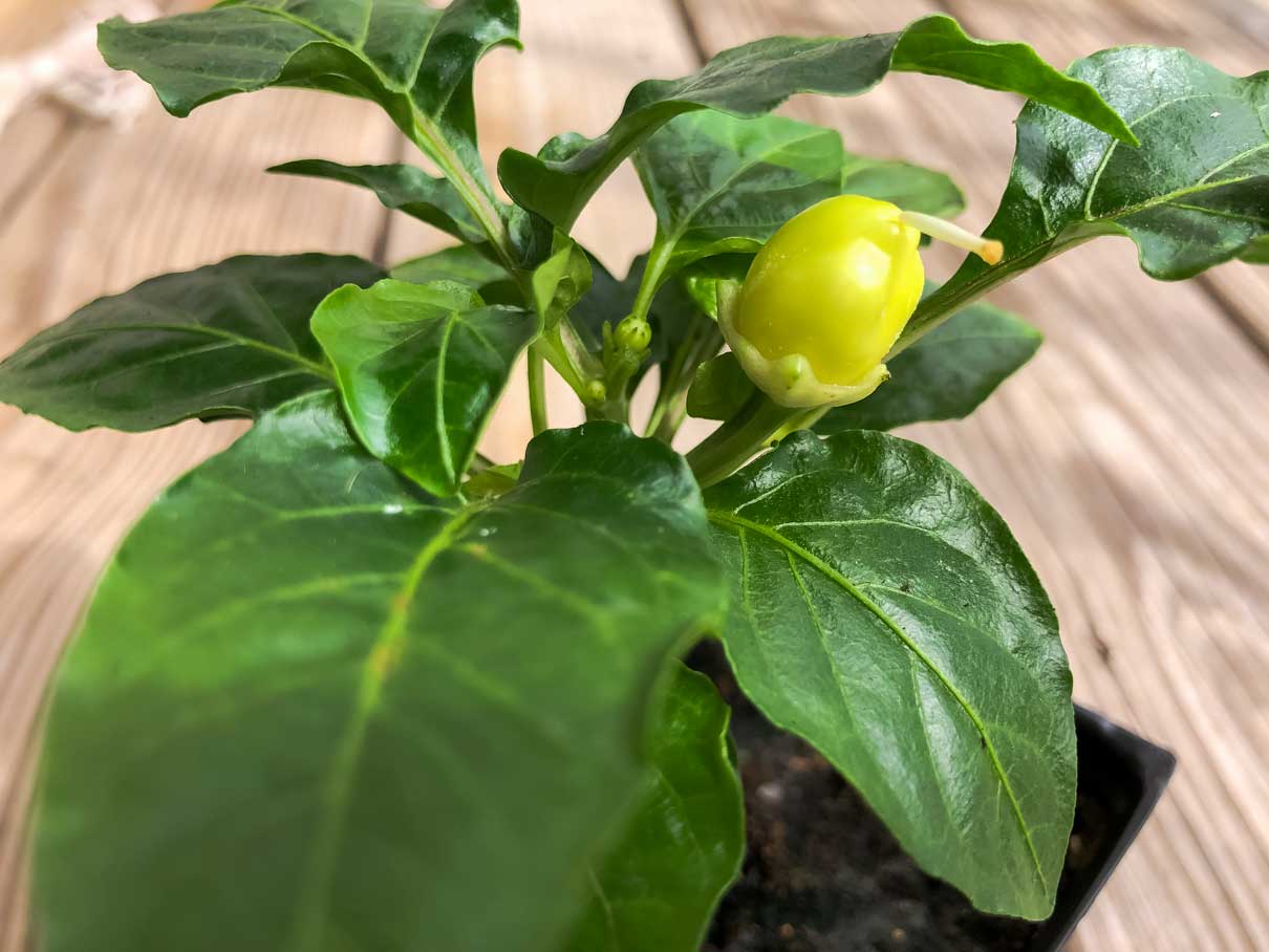 What Causes Bell Peppers To Flower/Bud Early?