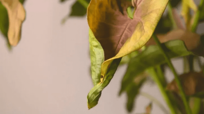 curled plant leaf