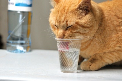 Will a Cat Get Sick If It Drinks Plant Drainage Water or Stagnant Water?