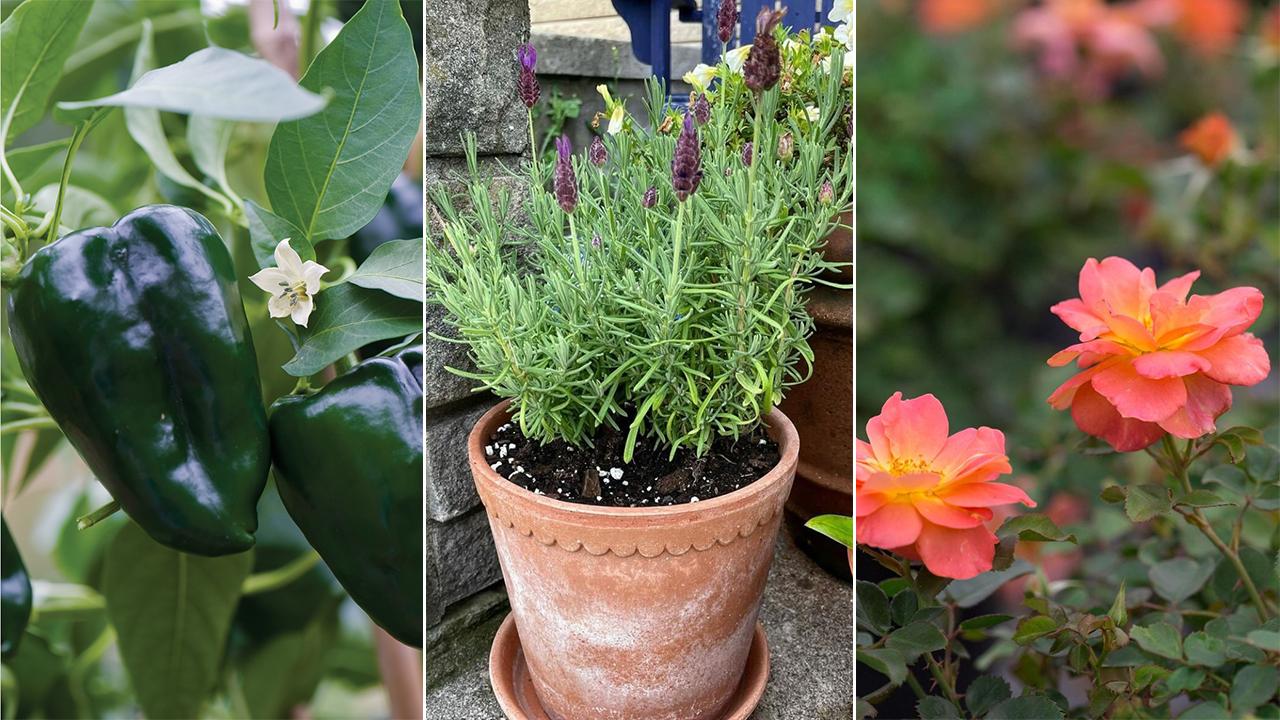 Can You Leave plants in their Nursery pot?
