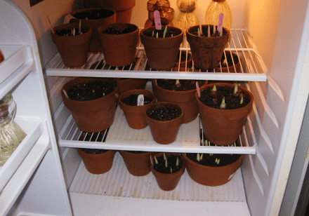 Plants in the Refrigerator
