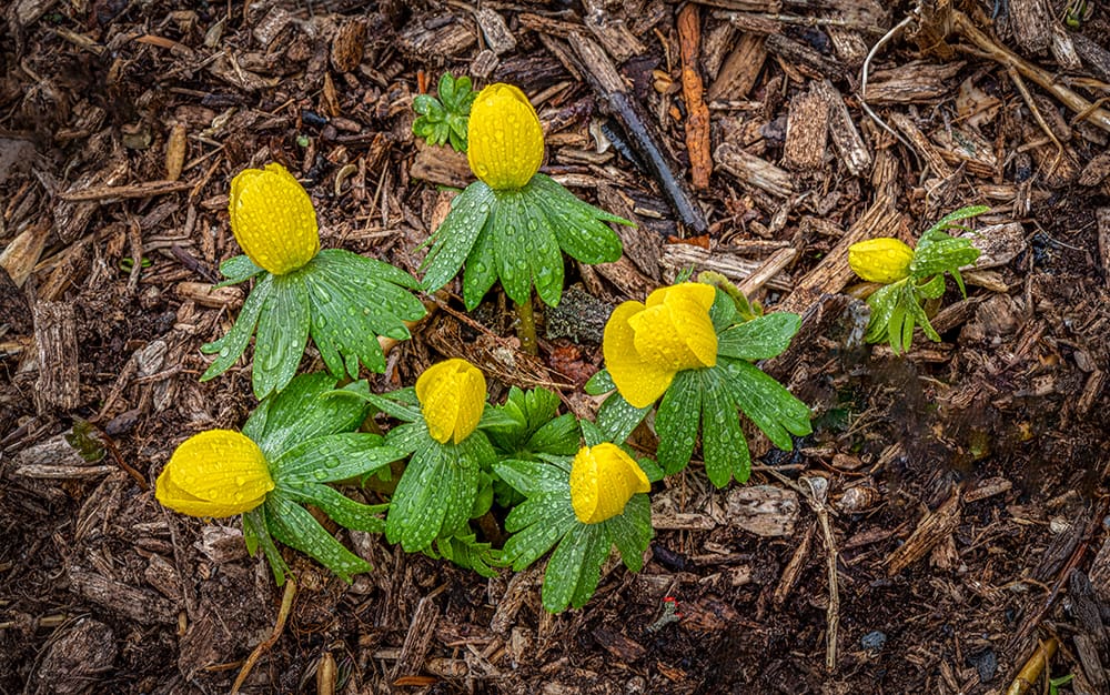 Can Old Mulch Affect New Plants?