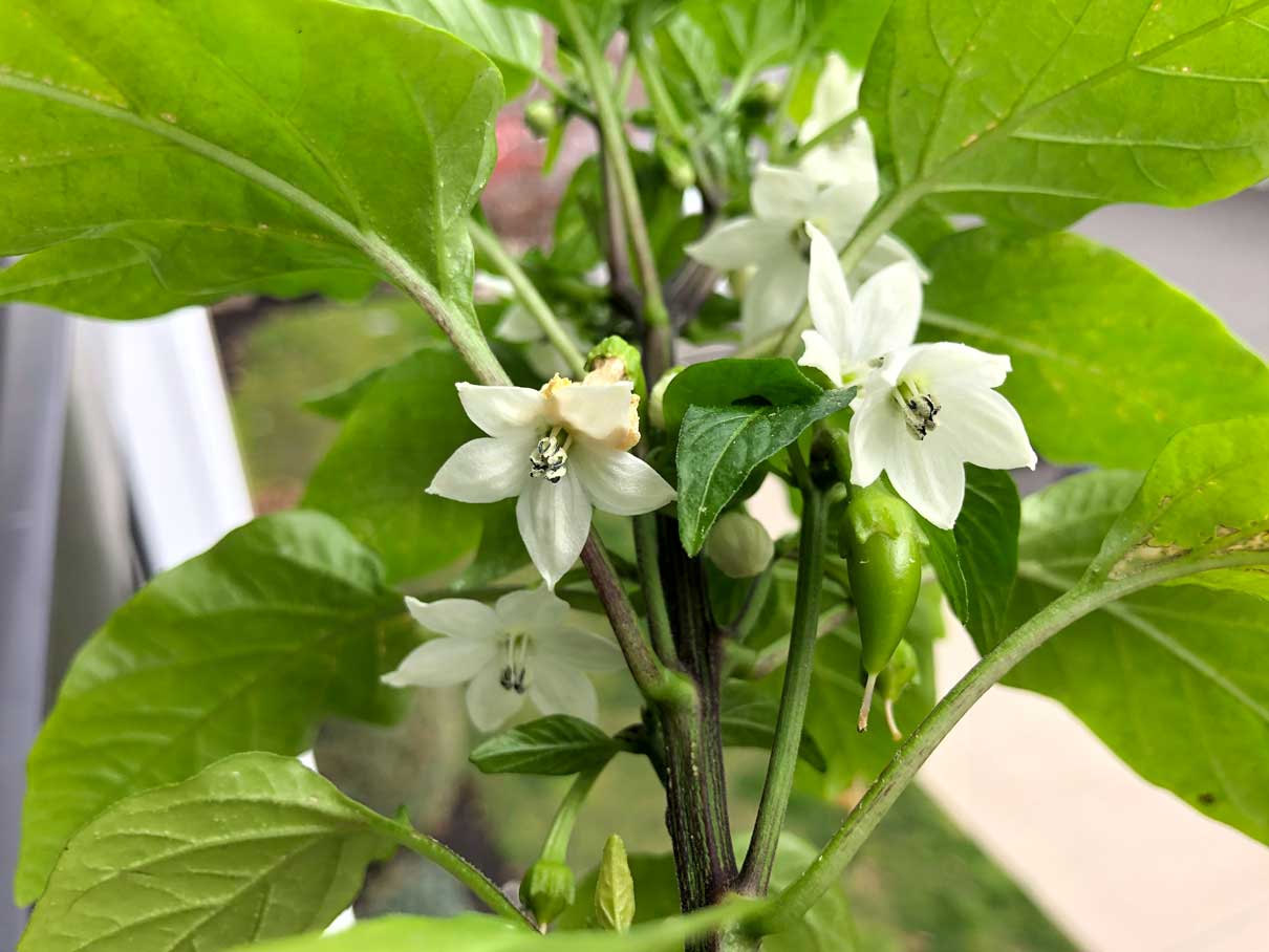 What Causes Bell Peppers To Fall Off The Plant