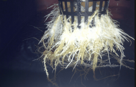 Fuzzy Plant Roots