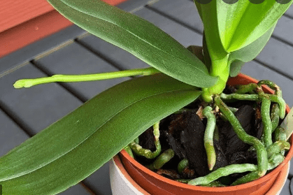 Green Plant Roots