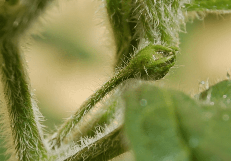 Plant Hairs