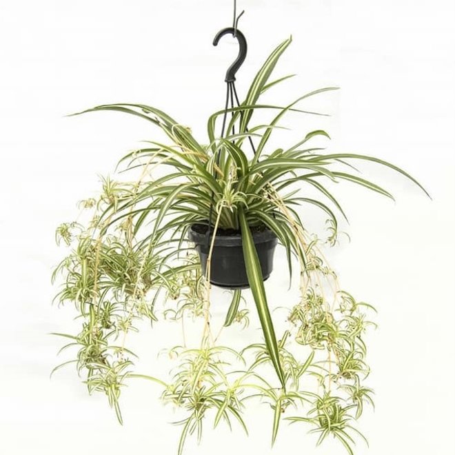 Grass lily (Chlorophytum) - care & buy - myPlant