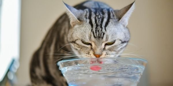 Cat Drinking Plant Water: What to Expect & Prevention Tips