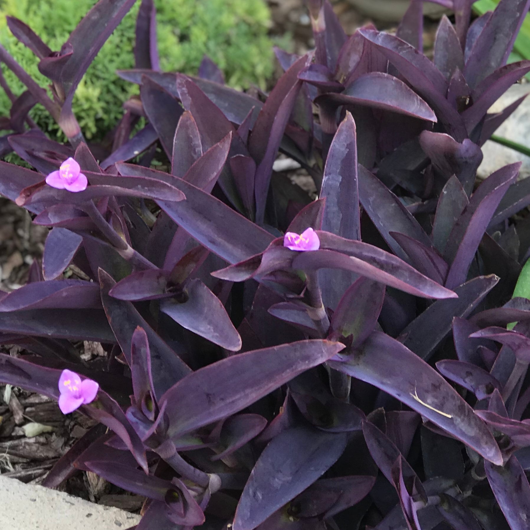 Tradescantia origin and description