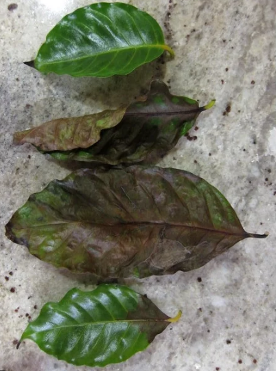Brown Coffee Plant Leaves 
